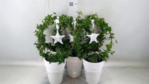 Hedera helix overig groen