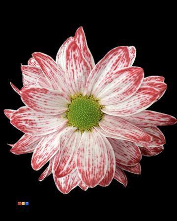 Chrysanthemum Indicum Grp tros kas kleurbehandeld H%