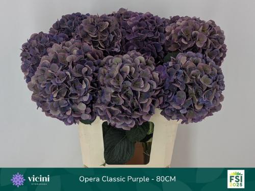 Hydrangea macrophylla Royal Opera (classic)
