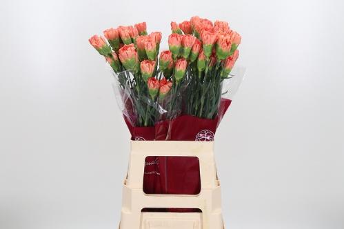 Dianthus standaard Hermes Orange