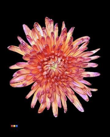 Chrysanthemum (Indicum Grp) geplozen Topspin kleurbehandeld H%