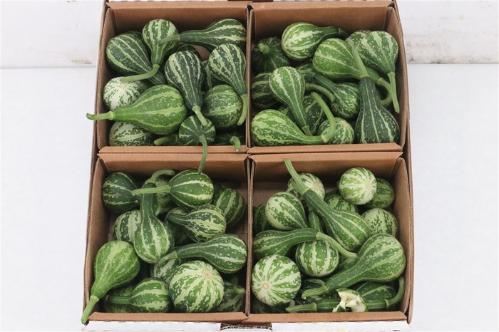 Cucurbita pepo