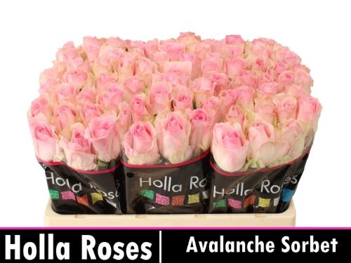 Rosa grootbloemig Avalanche Sorbet+