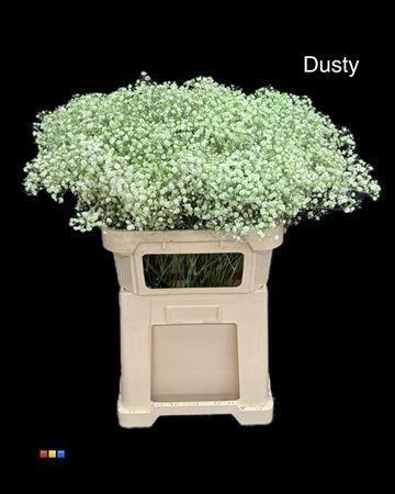 Gypsophila overig kleurbehandeld H%