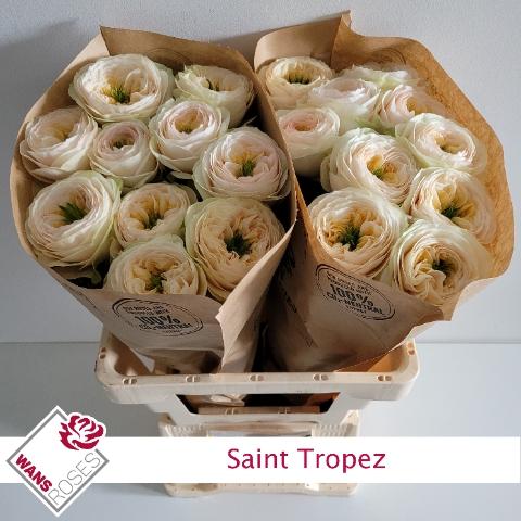 Rosa grootbloemig Saint Tropez