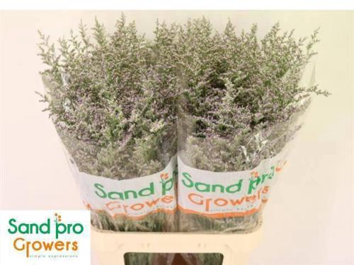 Limonium 'Misty Blue'