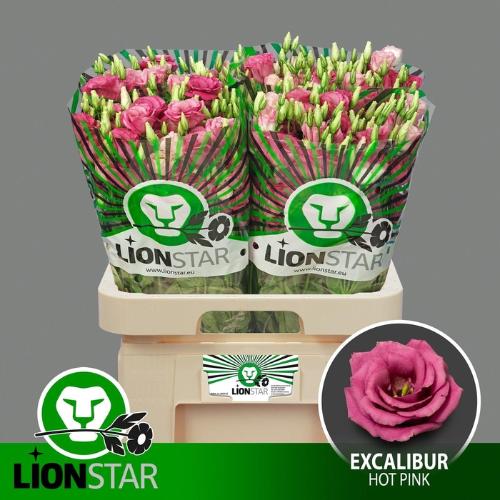 Hippeastrum per kelk overig