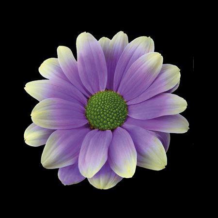 Chrysanthemum Indicum Grp tros kas kleurbehandeld H%