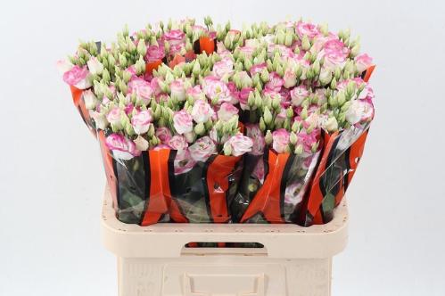 Eustoma russellianum gevuldbloemig 'Excalibur Hot Lips'