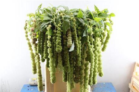 Amaranthus caudatus 'Cycloop'