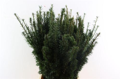 Taxus media 'Hicksii' per bos