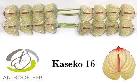 Anthurium (Andreanum Grp) Kaseko