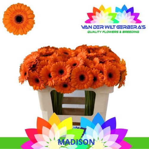 Gerbera mini Madison