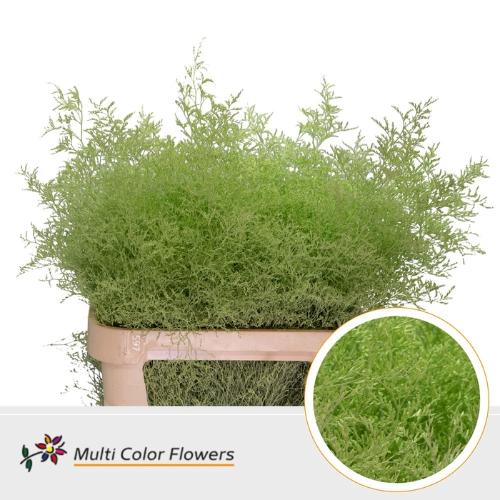 Limonium overig kleurbehandeld H%