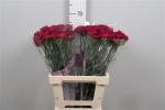 2bd29fad-5c1b-4255-a857-22592174c6d7.jpg