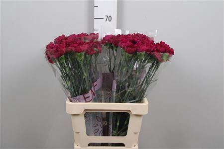 Dianthus standaard Mirage
