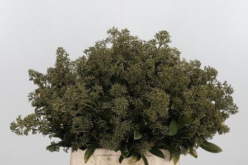 Skimmia per bos overig kleurbehandeld H%