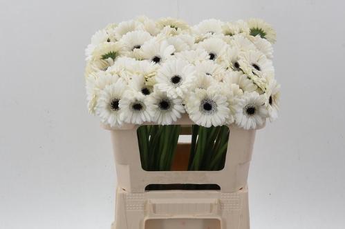Gerbera mini Lido