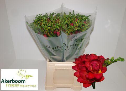 Freesia dubbelbloemig 'Expression'