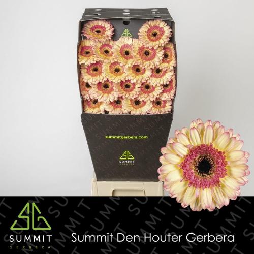 Gerbera mini 'Prosecco'