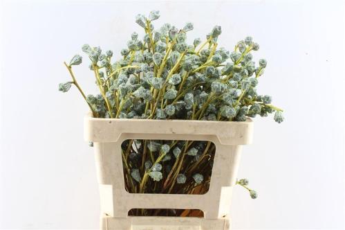 Eucalyptus per bos overig bloem