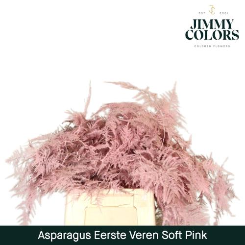 Asparagus overig kleurbehandeld H%