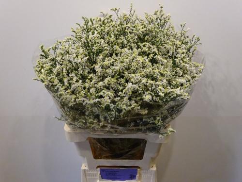 Limonium sinensis Clear Diamond