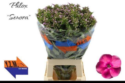 Phlox Paniculata Grp 'Cenura'