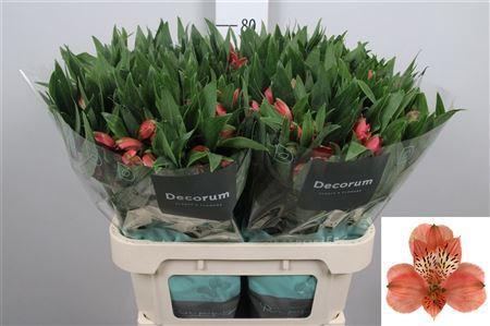 Alstroemeria Estee
