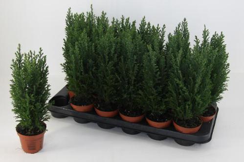 Chamaecyparis lawsoniana 'Ellwoodii'