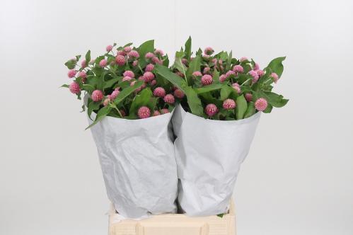Gomphrena globosa overig