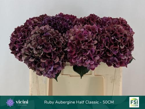 Hydrangea macrophylla Magical Rubyred (classic paars)