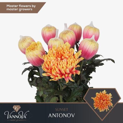 Chrysanthemum (Indicum Grp) geplozen Antonov kleurbehandeld H%