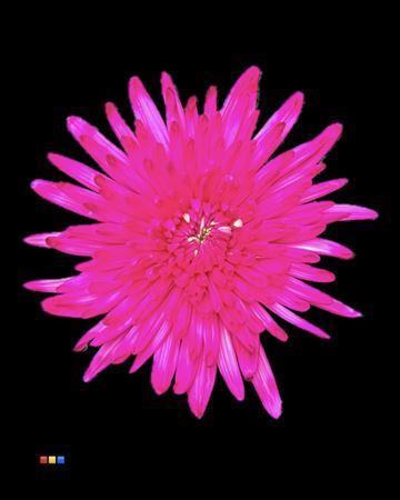 Chrysanthemum (Indicum Grp) geplozen Topspin kleurbehandeld H%