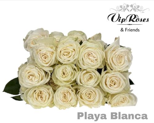 Rosa grootbloemig Playa Blanca