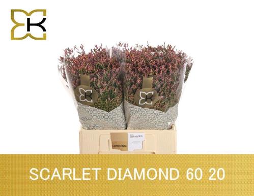 Limonium sinensis Scarlet Diamond