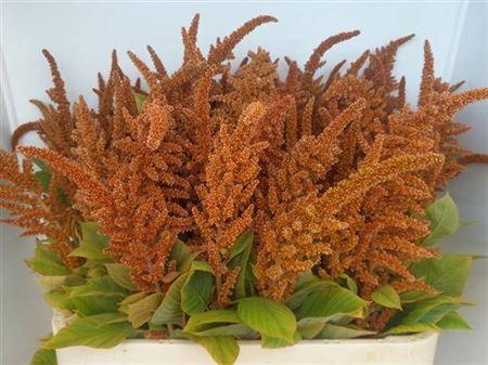 Amaranthus cruentus 'Hot Biscuits'