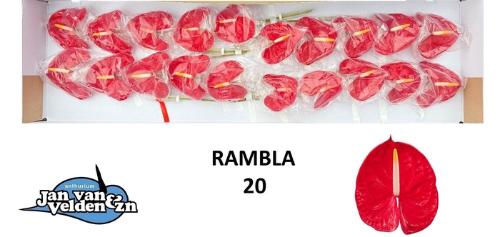 Anthurium (Andreanum Grp) Rambla