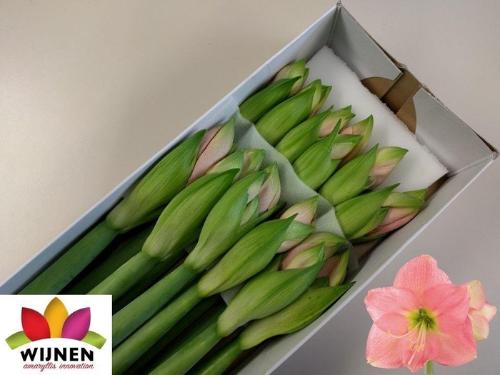 Hippeastrum Diamond Grp 'Paris'