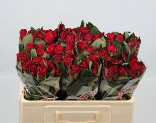 Rosa grootbloemig Red Tacazzi+