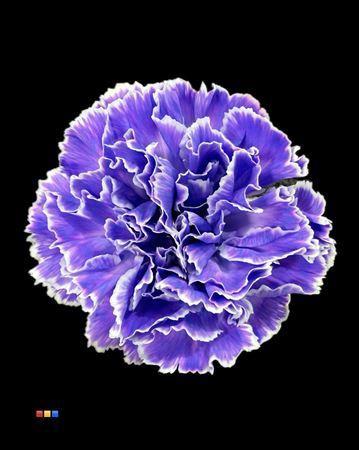 Dianthus standaard kleurbehandeld H%