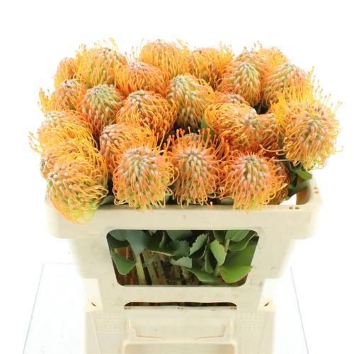 Leucospermum 'Soleil'