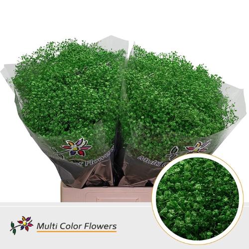 Gypsophila overig kleurbehandeld H%