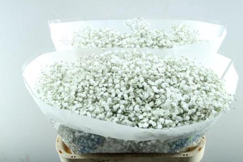 Gypsophila paniculata Cosmic