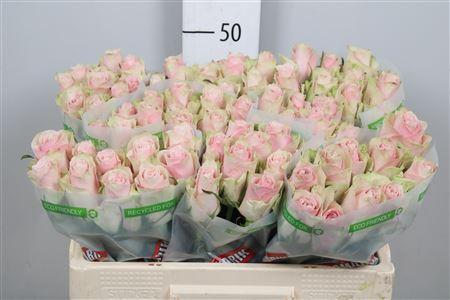 Rosa grootbloemig Pink Athena