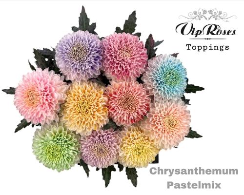 Chrysanthemum geplozen kas kleurbehandeld H%
