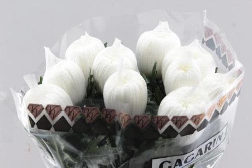 Chrysanthemum Indicum Grp geplozen Gagarin