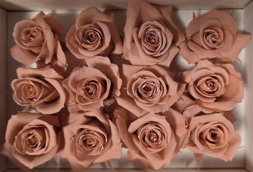 Rosa grootbloemig kleurbehandeld H%