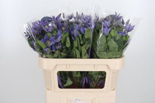 Clematis Amazing Sofia