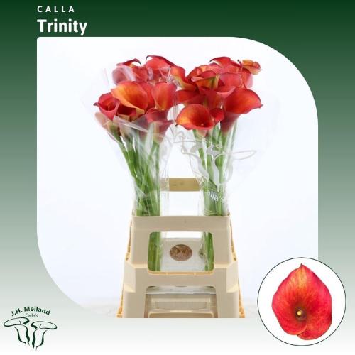 Zantedeschia 'Captain Trinity'